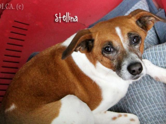 Stellina